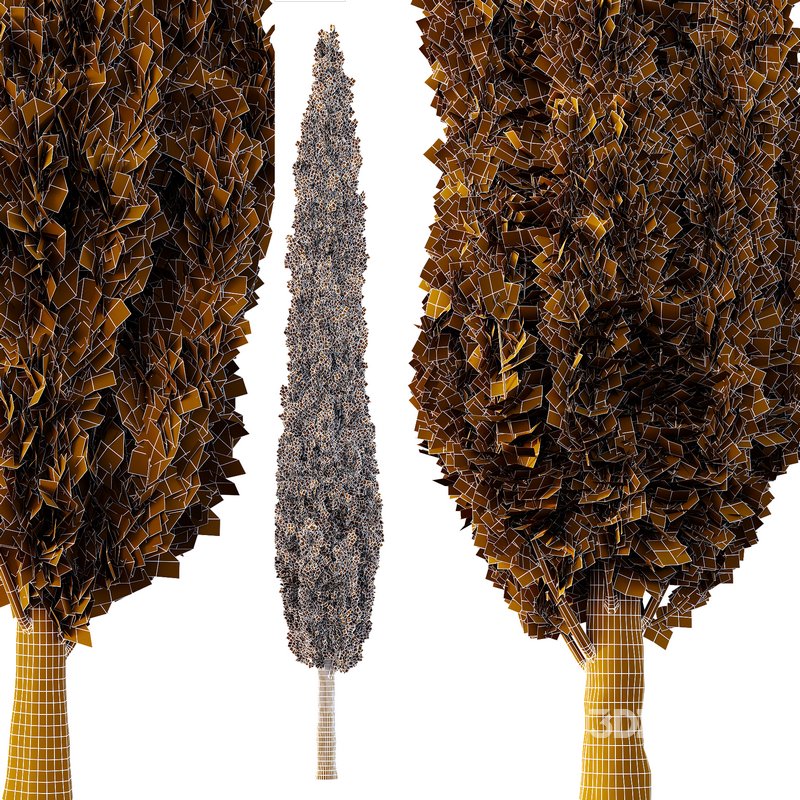 Italian Cypress12 Image 3