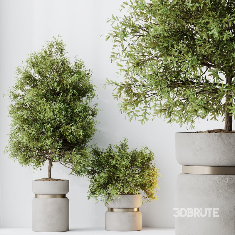 HQ HousePlants Mission Kalamata Leccino Arbequina Wilsonii Chemlali Olive Set 30 Image 5