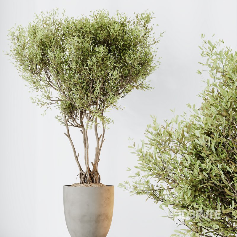 HQ HousePlants Mission Kalamata Leccino Arbequina Wilsonii Chemlali Olive Set 29 Image 3