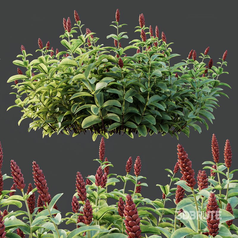 Myrtle White Flower little and Malay Ginger Image 9