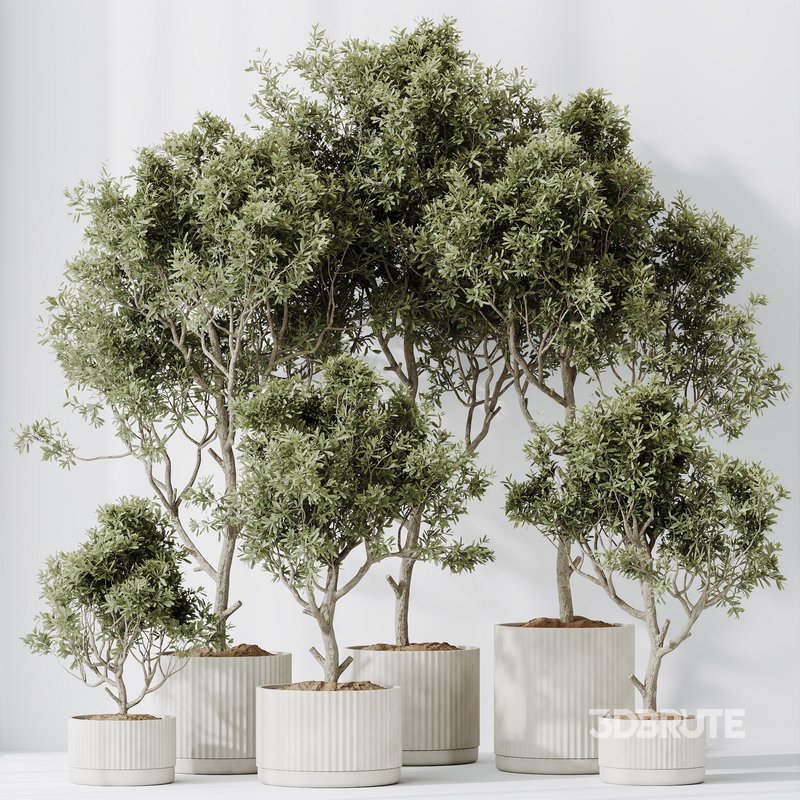 HQ HousePlants Mission Kalamata Leccino Arbequina Wilsonii Chemlali Olive Set 25 Image 5