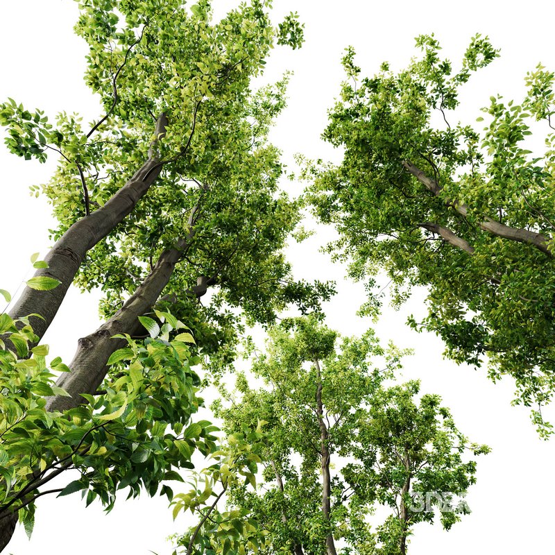 Celtis Australis 04 Image 7