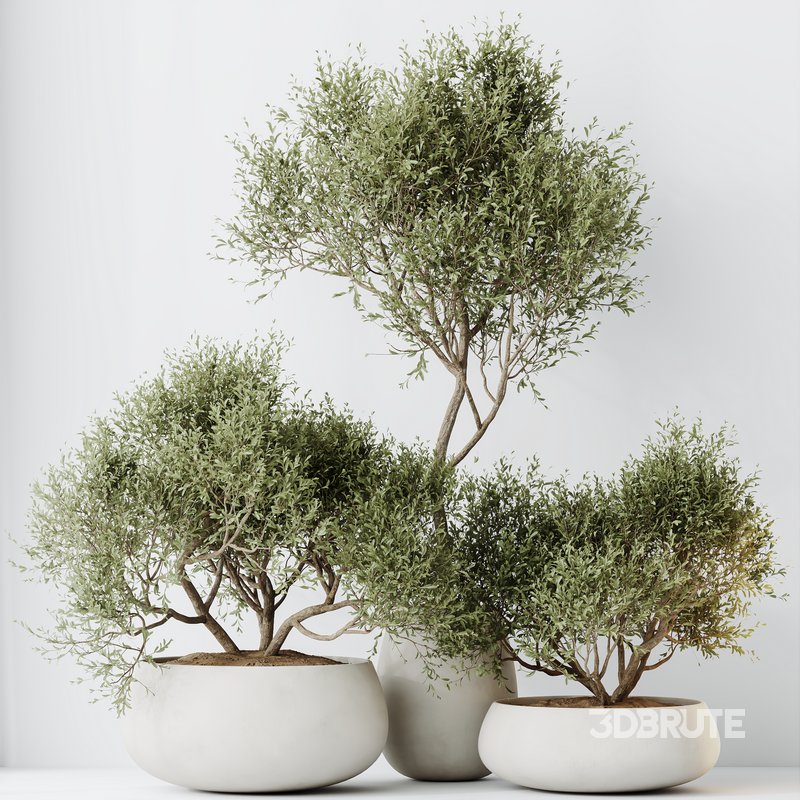 HQ HousePlants Mission Kalamata Leccino Arbequina Wilsonii Chemlali Olive Set 28 Image 4