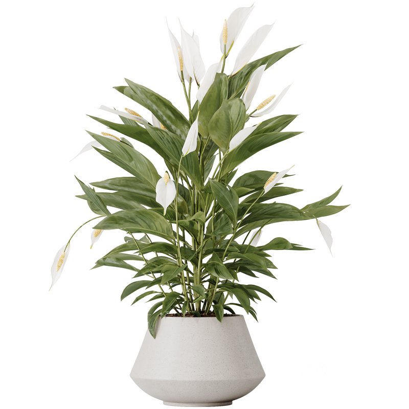 Indoor plant set 56 Image 3