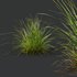 Libertia Grandiflora Grass and Carex Elata Aurea Grass - Thumbnail 2