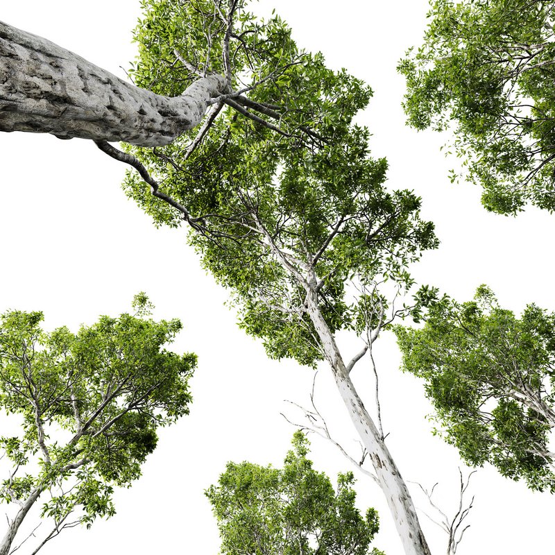 Castanea Sativa03 Image 5