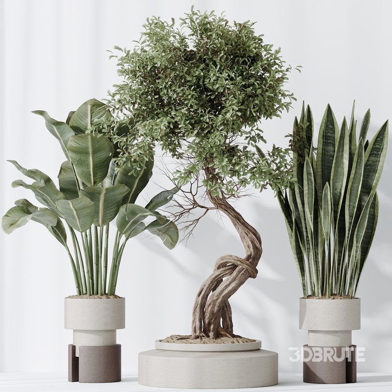 Indoor plant set 57 Image 6