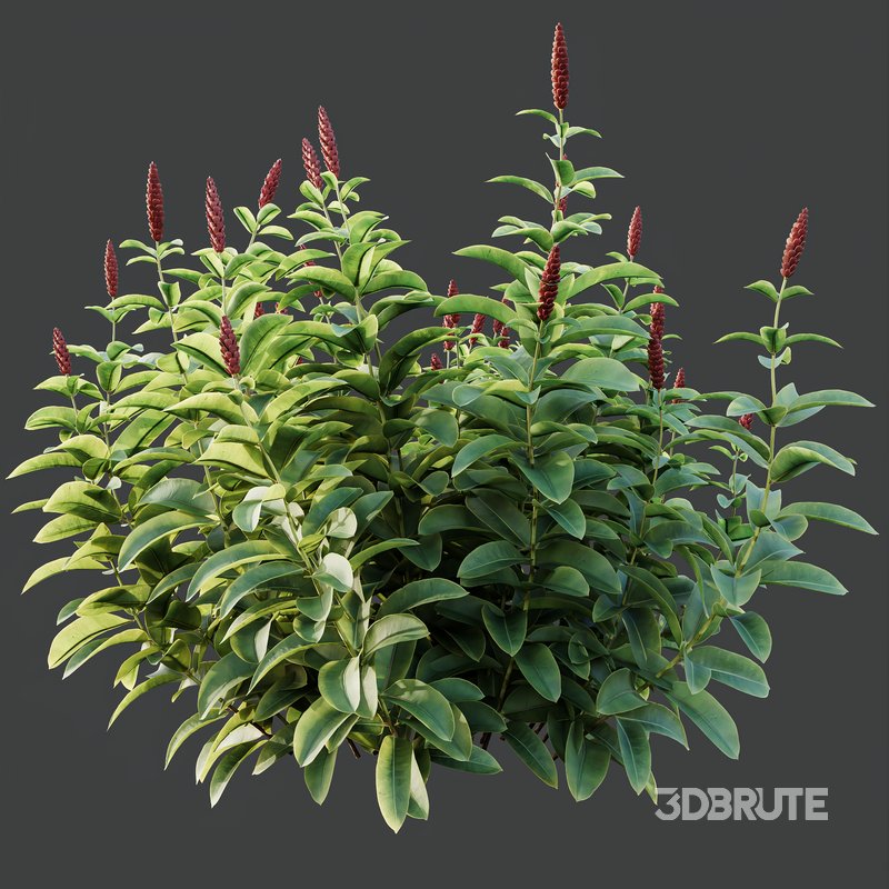 Myrtle White Flower little and Malay Ginger Image 2