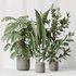 Indoor plant set 59 - Thumbnail 3