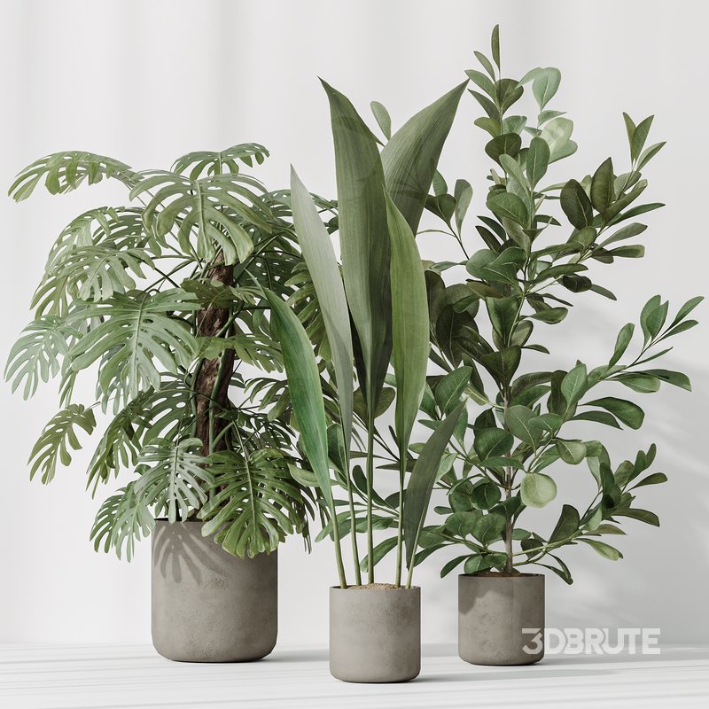 Indoor plant set 59 Image 3