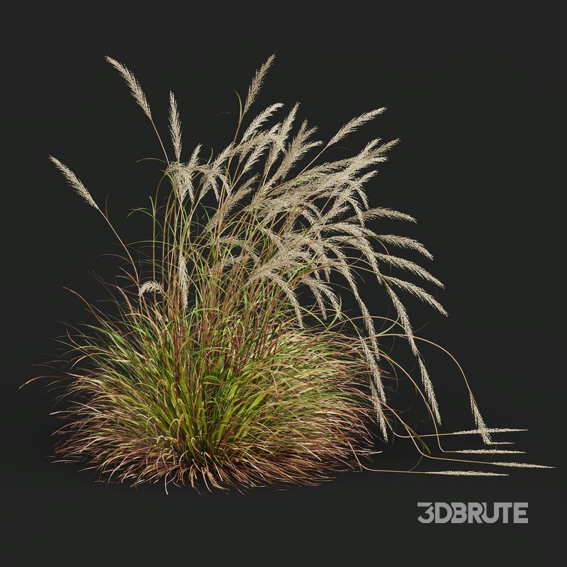 Stipa Tenuissima Ostnica Mocna Pony Tails and Calamagrostis Acutiflora Karl Foerster Image 5