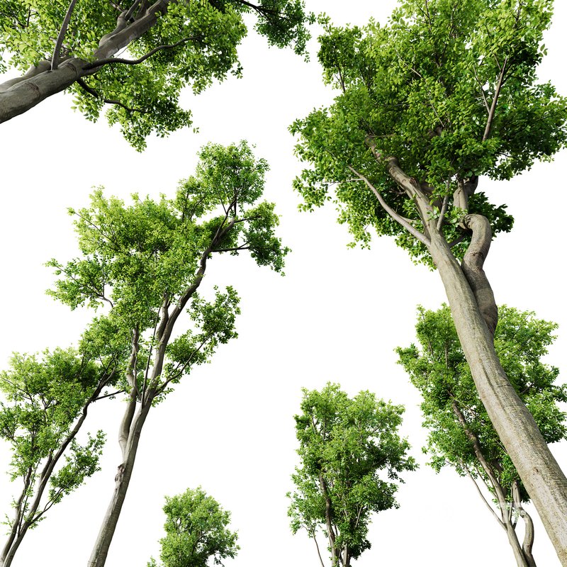 Celtis Australis03 Image 3