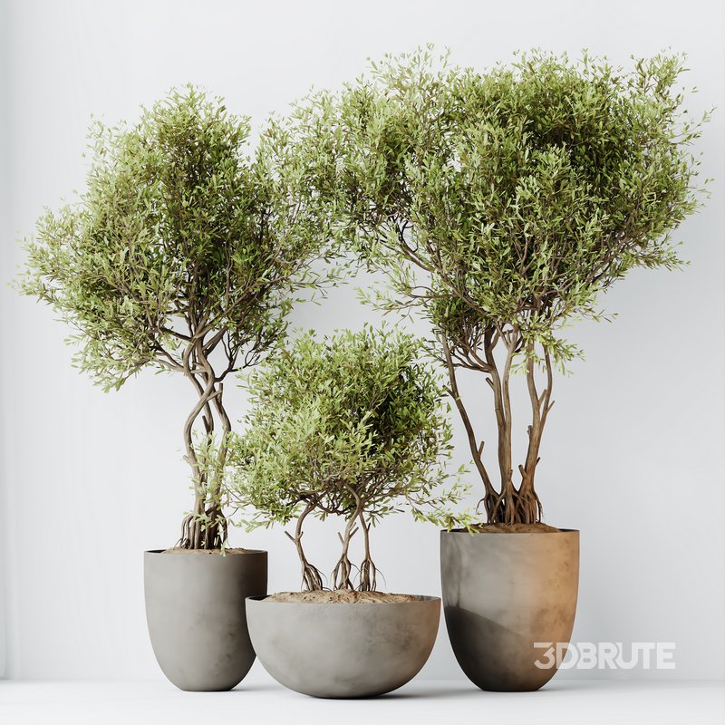 HQ HousePlants Mission Kalamata Leccino Arbequina Wilsonii Chemlali Olive Set 29 Image 4