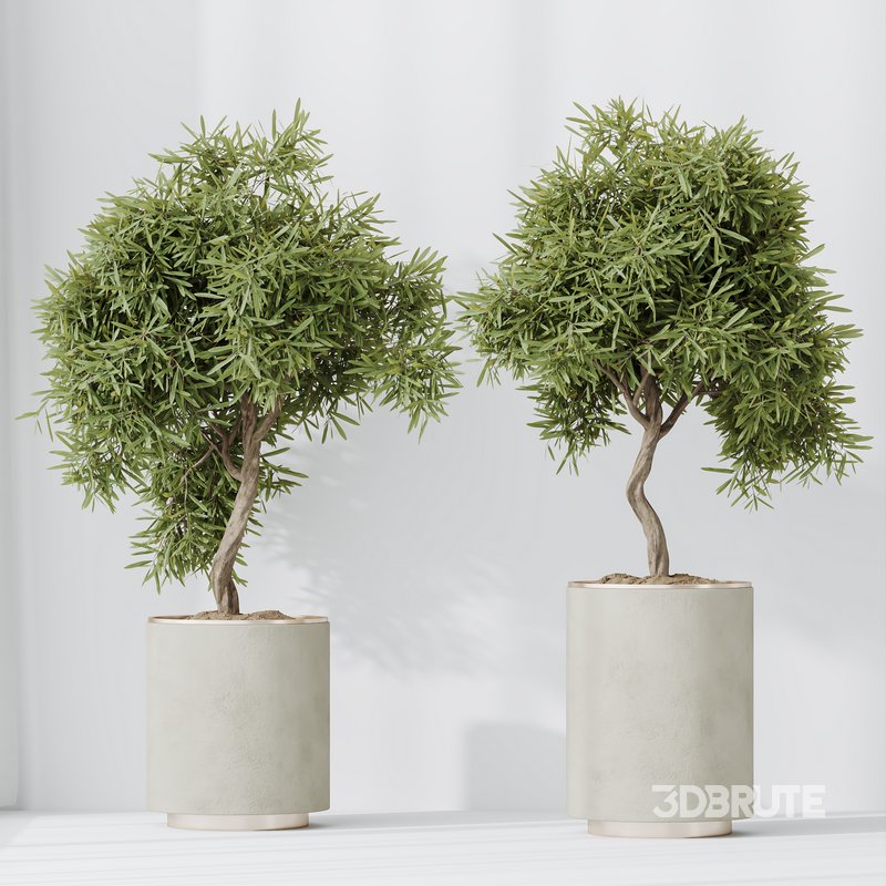 Indoor plant set 65 Image 6