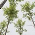 spring trees Alnus glutinosa - Thumbnail 4