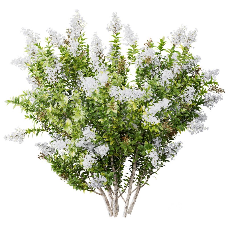 Myrtle White Flower little and Malay Ginger Image 4