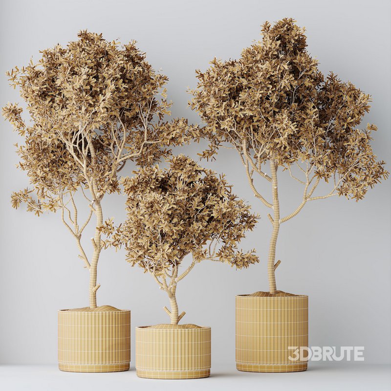 HQ HousePlants Mission Kalamata Leccino Arbequina Wilsonii Chemlali Olive Set 25 Image 4