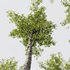 spring trees Alnus Glutinosa and Acer Pseudoplatanus - Thumbnail 6