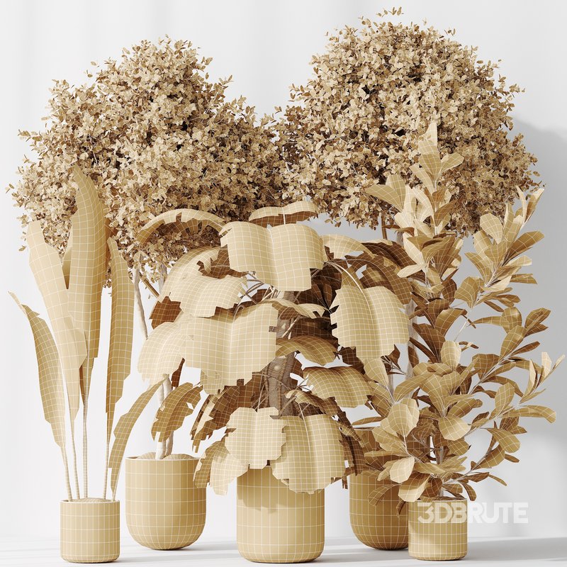 Indoor plant set 59 Image 4