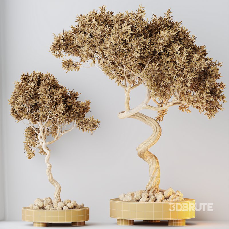 HQ HousePlants Mission Kalamata Leccino Arbequina Wilsonii Chemlali Olive Set 32 Image 4