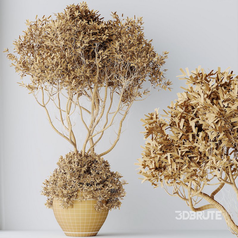 HQ HousePlants Mission Kalamata Leccino Arbequina Wilsonii Chemlali Olive Set 31 Image 3