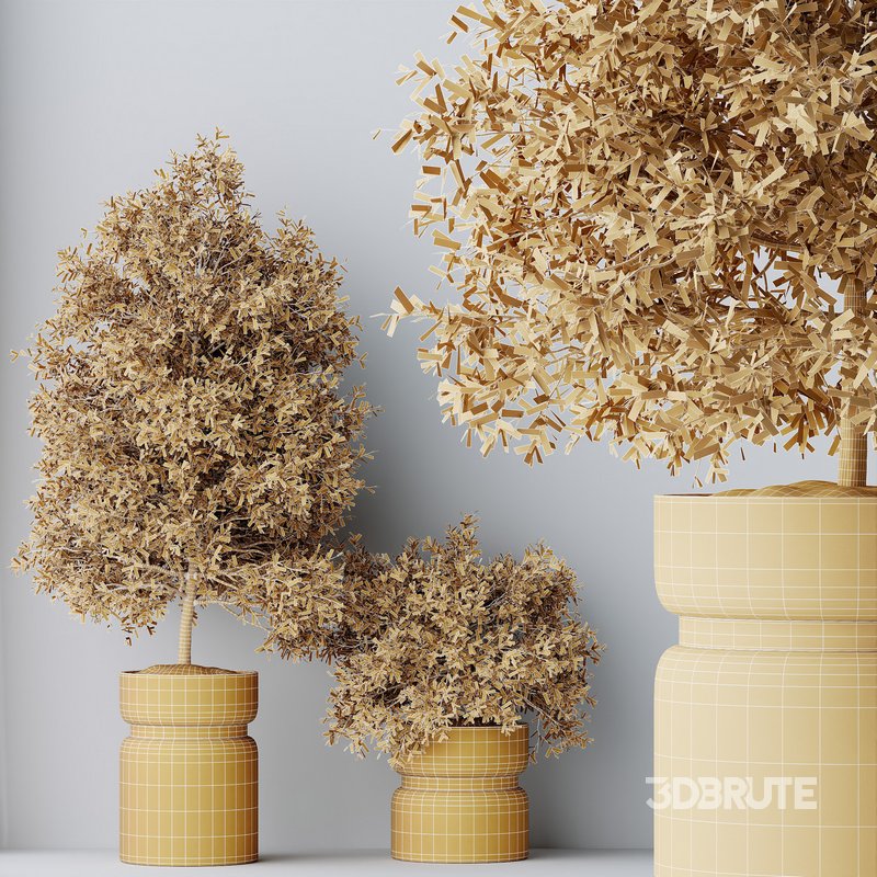 HQ HousePlants Mission Kalamata Leccino Arbequina Wilsonii Chemlali Olive Set 30 Image 3