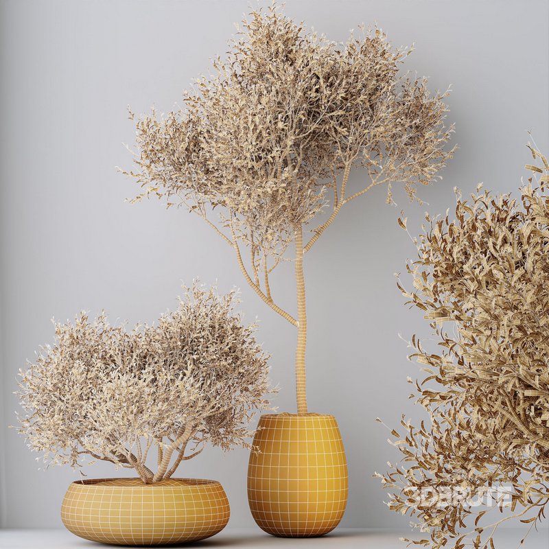 HQ HousePlants Mission Kalamata Leccino Arbequina Wilsonii Chemlali Olive Set 28 Image 5