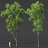 Celtis Australis03 - Thumbnail 4