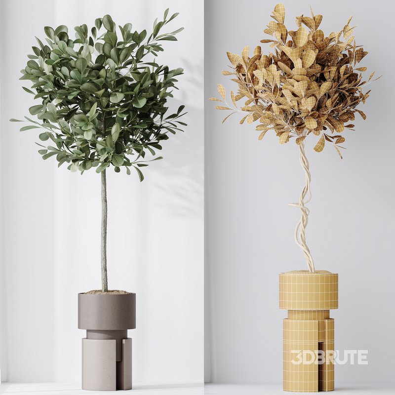 Indoor plant set 57 Image 2