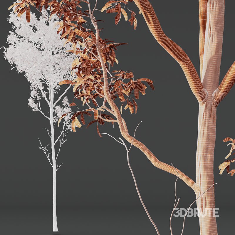 Castanea Sativa03 Image 4