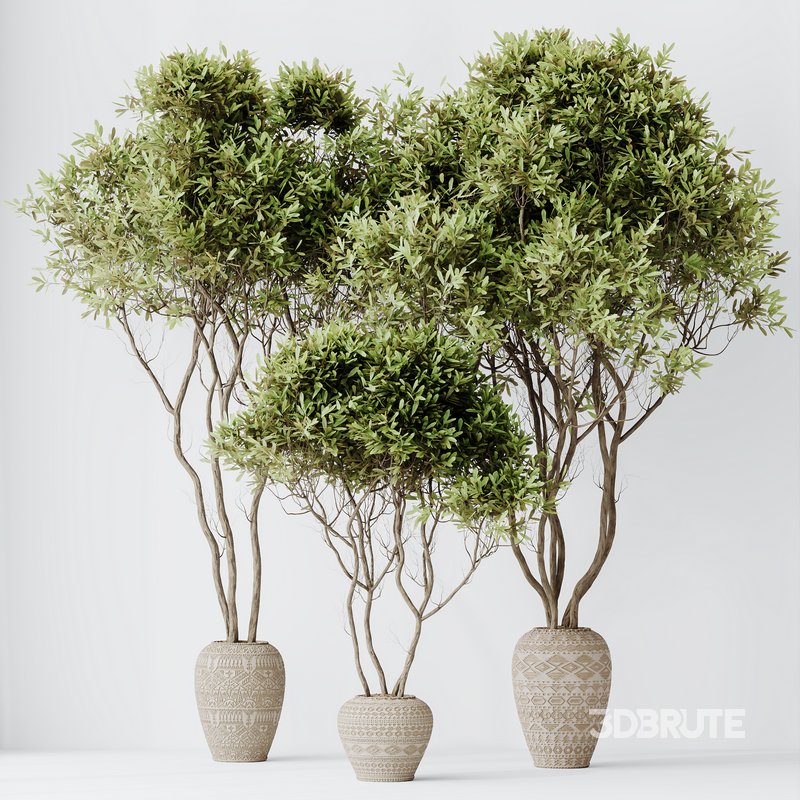 Indoor plant set 65 Image 3