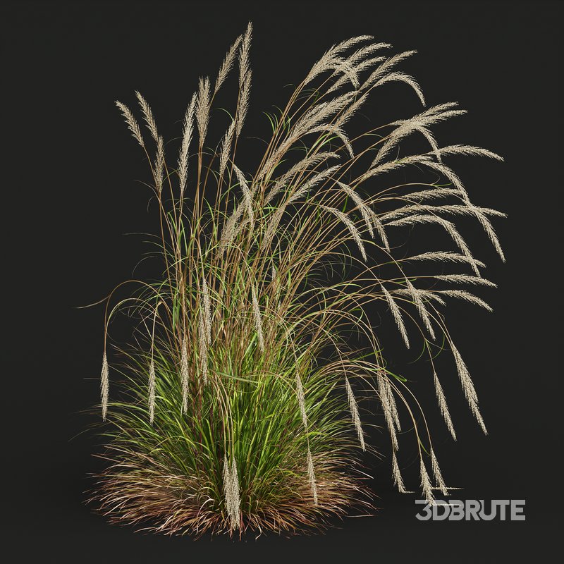 Stipa Tenuissima Ostnica Mocna Pony Tails and Calamagrostis Acutiflora Karl Foerster Image 4