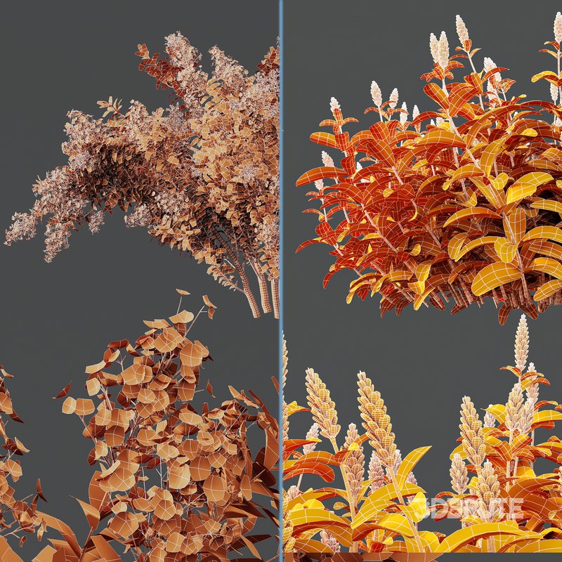 Myrtle White Flower little and Malay Ginger Image 7