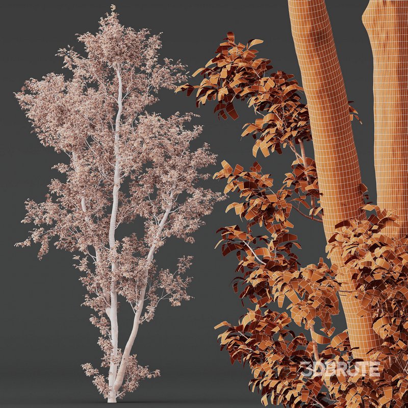 Celtis Australis 04 Image 9