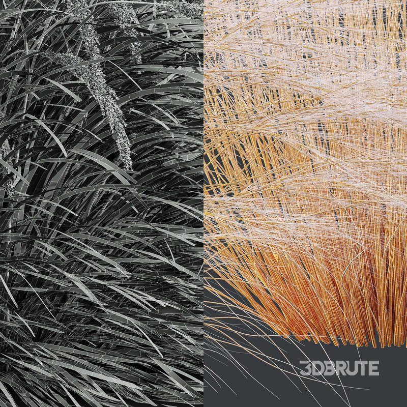 Stipa Tenuissima Ostnica Mocna Pony Tails and Calamagrostis Acutiflora Karl Foerster Image 10