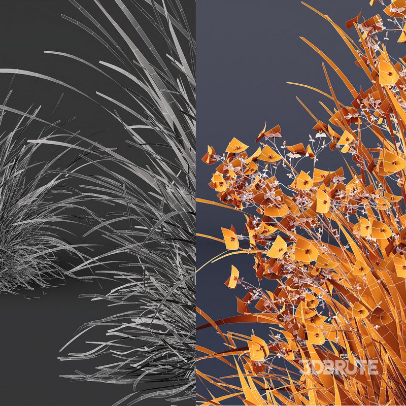 Libertia Grandiflora Grass and Carex Elata Aurea Grass Image 8