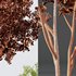 spring trees Alnus Glutinosa and Acer Pseudoplatanus - Thumbnail 4