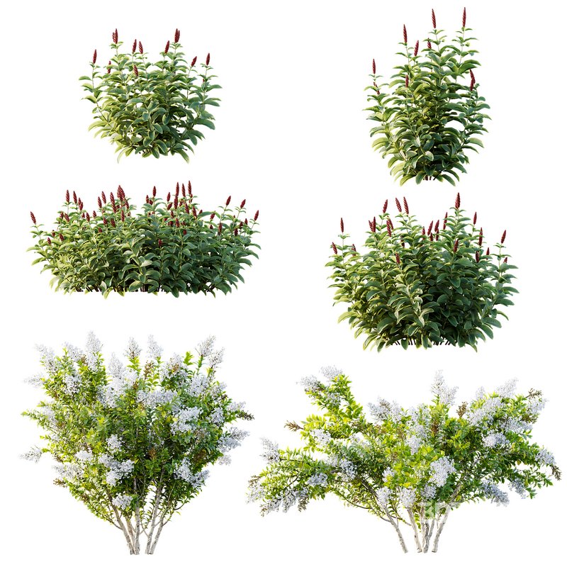 Myrtle White Flower little and Malay Ginger Image 8