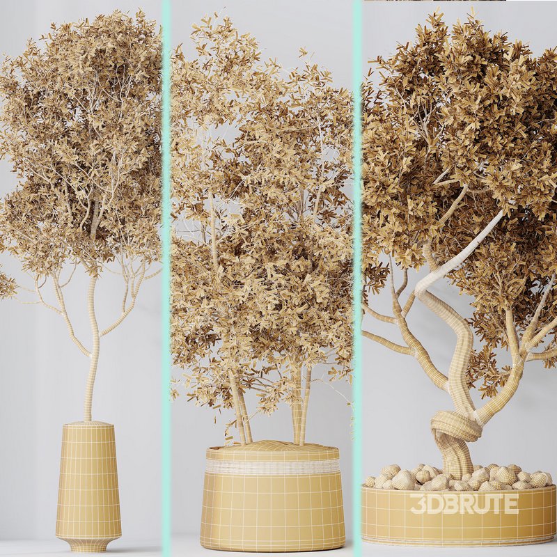 Indoor plant set 67 Image 12