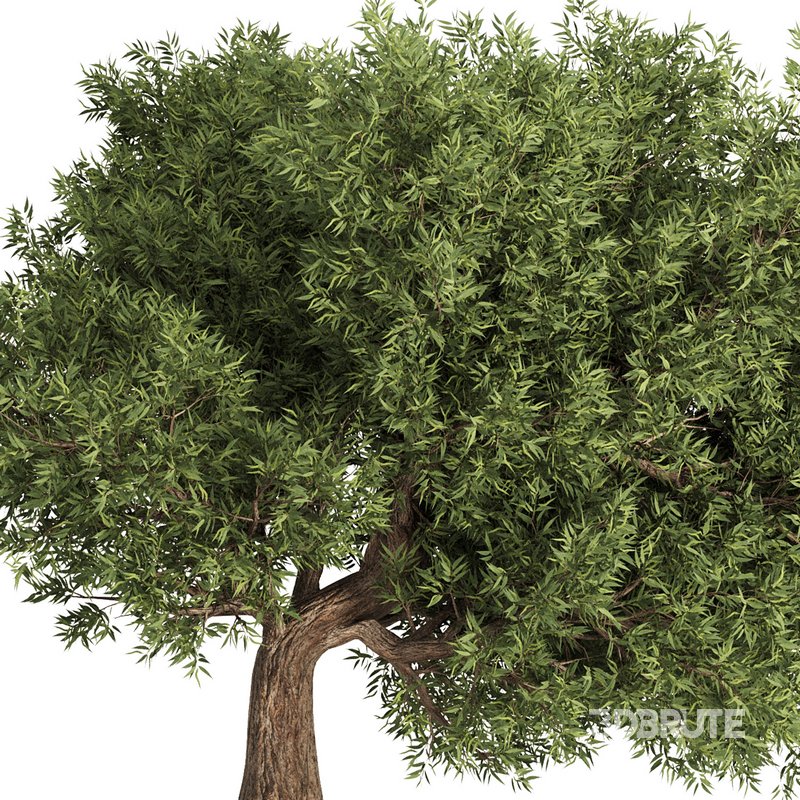 Olive Tree Set16 Image 4