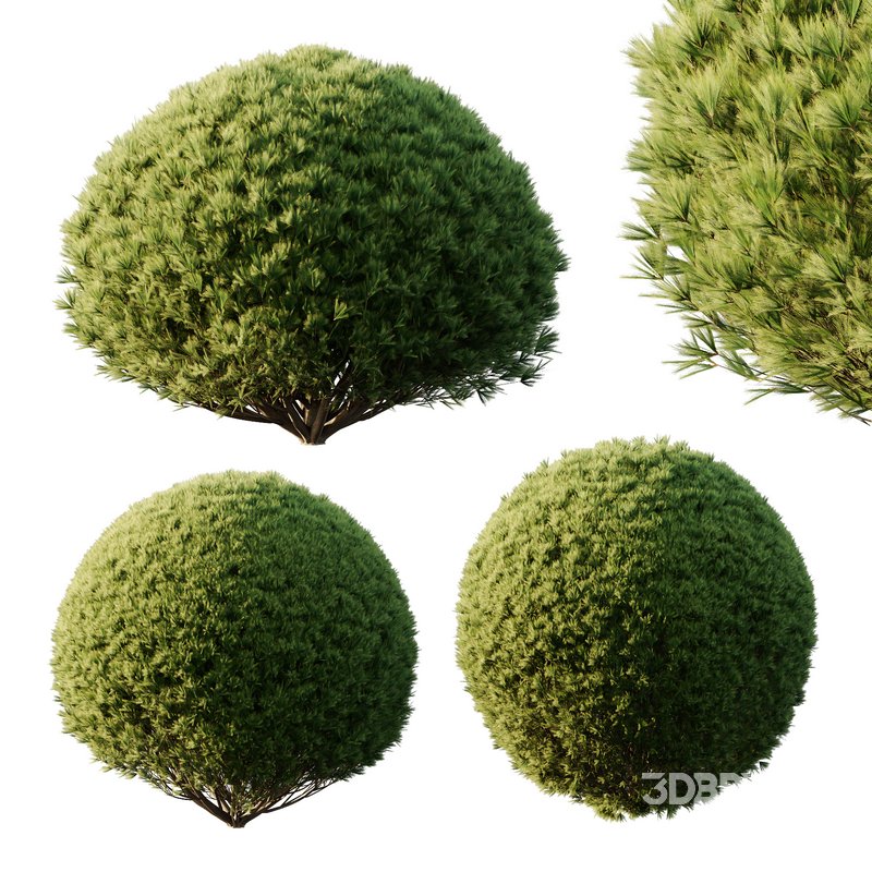 Pinus Mugo Bush06 Image 2