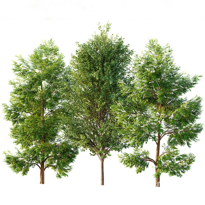 Black locust blossom and Canadian Poplar Image 2