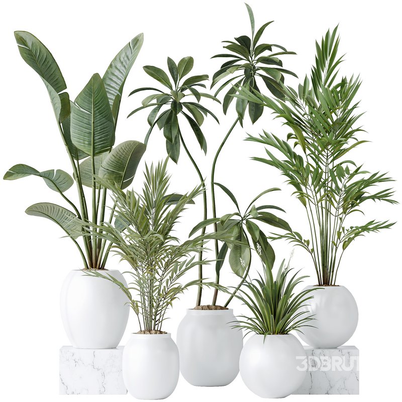 indoor plants set 96 Strelitzia Reginae Nicolai and Mountain Kentia Palm Image 9