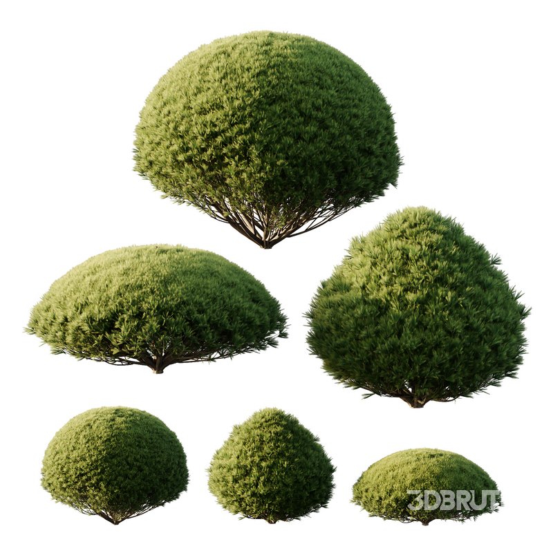 Pinus Mugo Bush03 Image 1