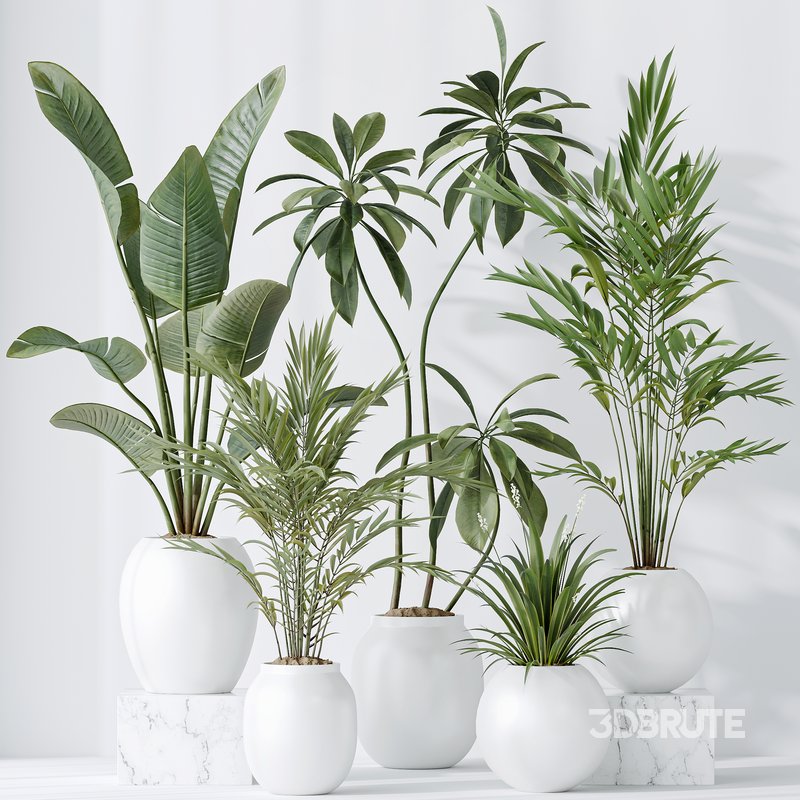 indoor plants set 96 Strelitzia Reginae Nicolai and Mountain Kentia Palm Image 1