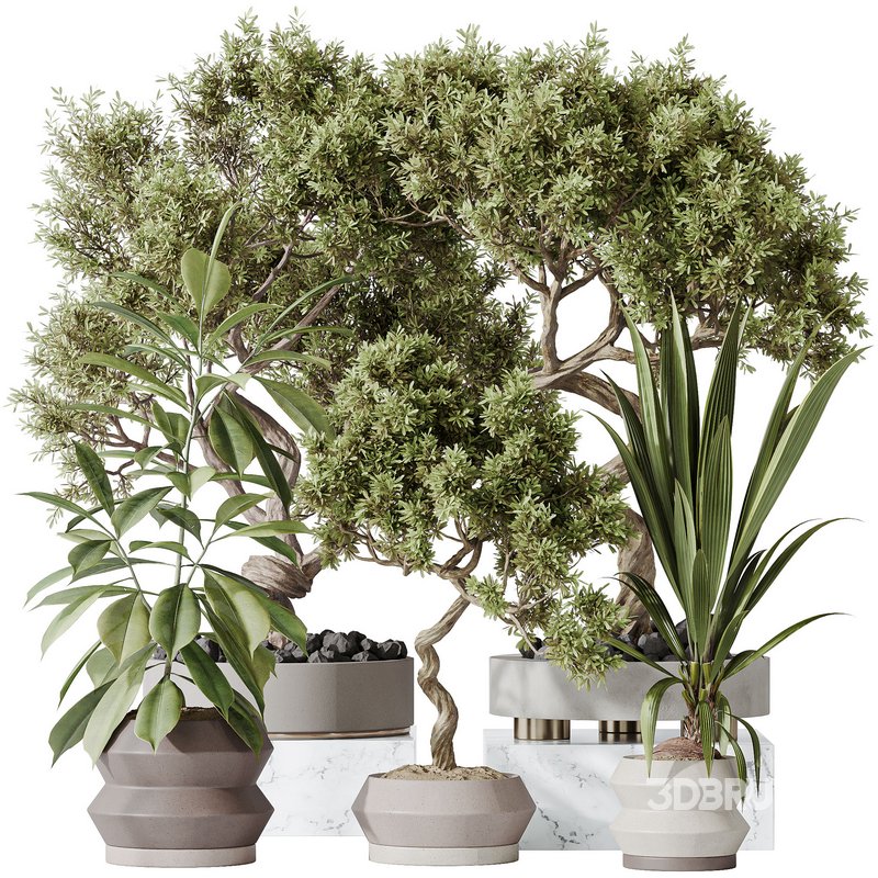 Indoor plants set 71 Wilsonii Chemlali Olive Bonsai Ginseng Image 1