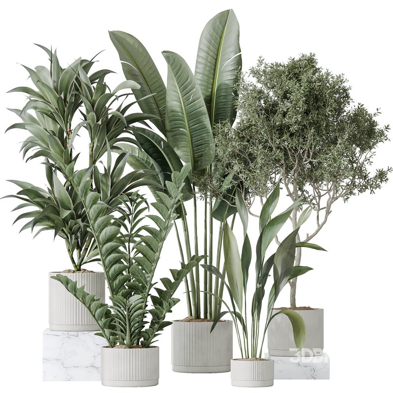 Indoor plants set 78 Chemlali Olive and ParadiseBird and Dracaena Image 1