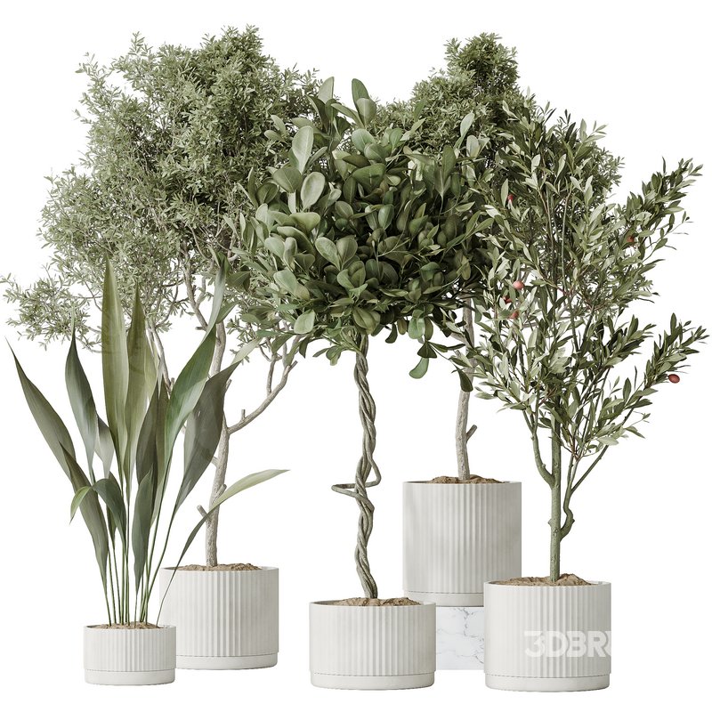 Indoor plants set 79 Wilsonii Chemlali Olive and Ficus Microcarpa and Mission Olive Image 1