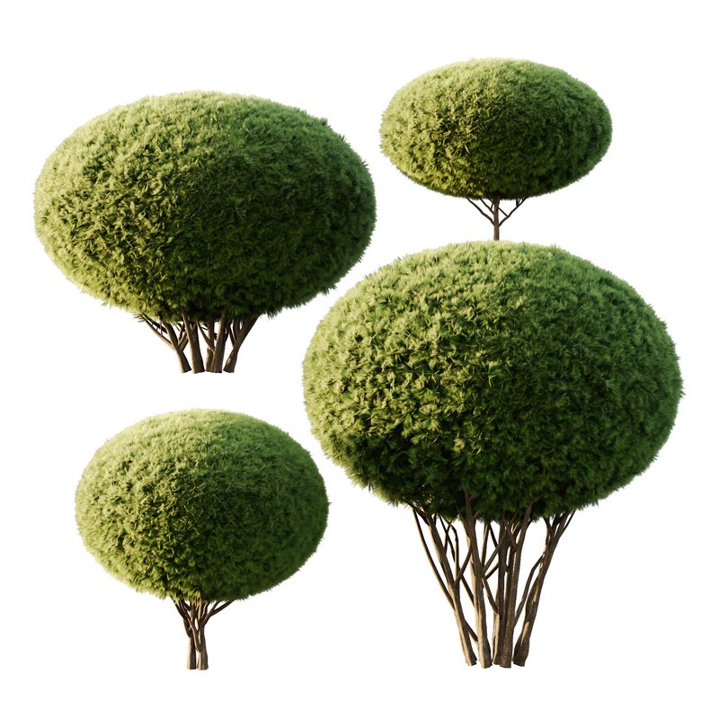 Pinus Mugo Bush10 Image 1