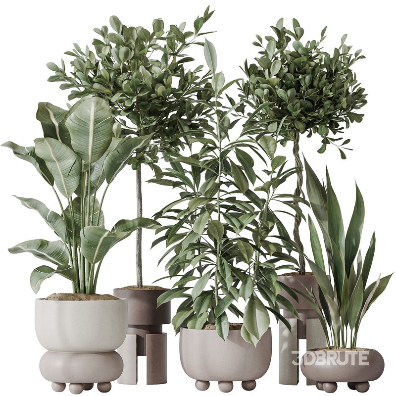 Indoor plants set 74 Ficus Microcarpa Indian Laurel and Ficus Cyathistipula African Fig and Aspidistra Elatior and ParadiseBird Image 1